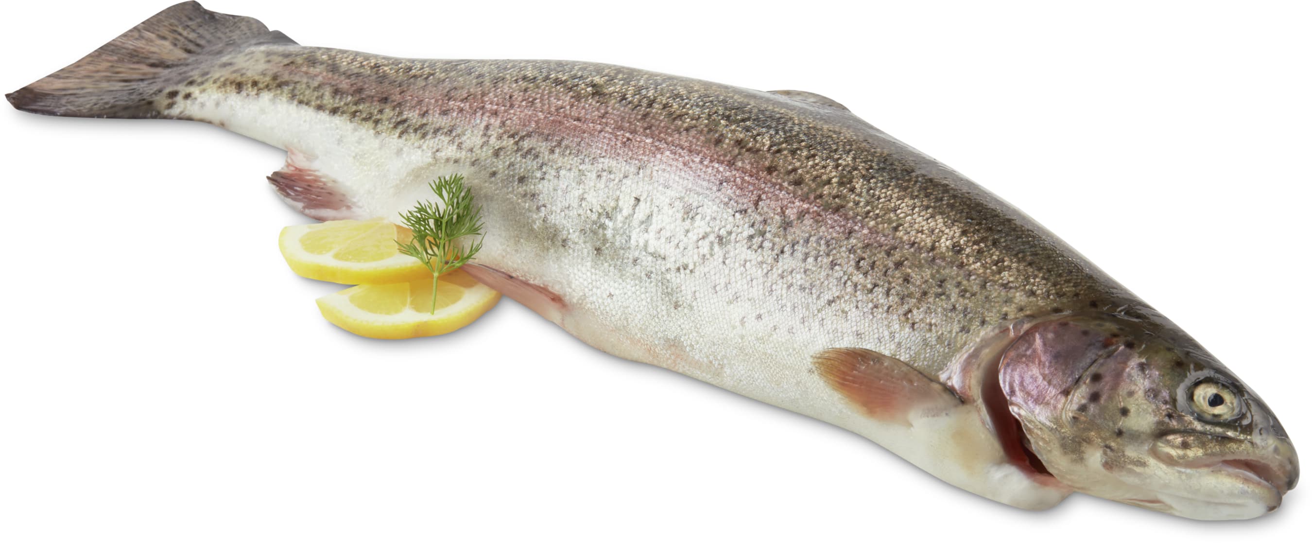 Salmon trout